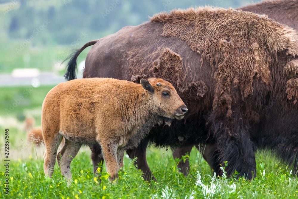 Fototapeta premium Baby Bison Next to Mom