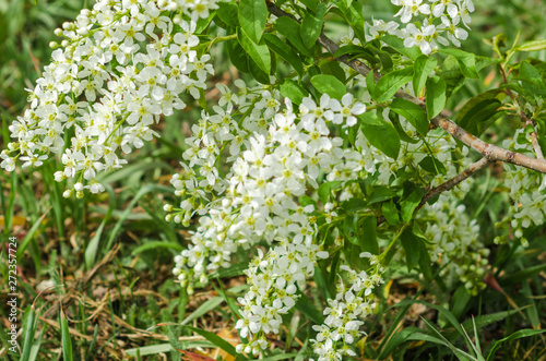 Branch of bird cherry with white flowers