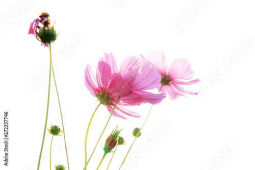 Pink cosmos on white background.