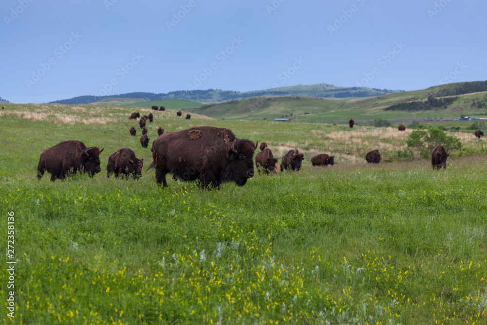 Bison Walking Across the Prairie