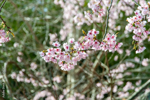 満開に咲いている桜の花 © sigmaphoto