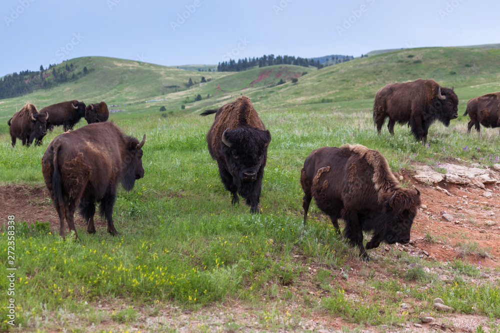 Large Bull Bison in Herd