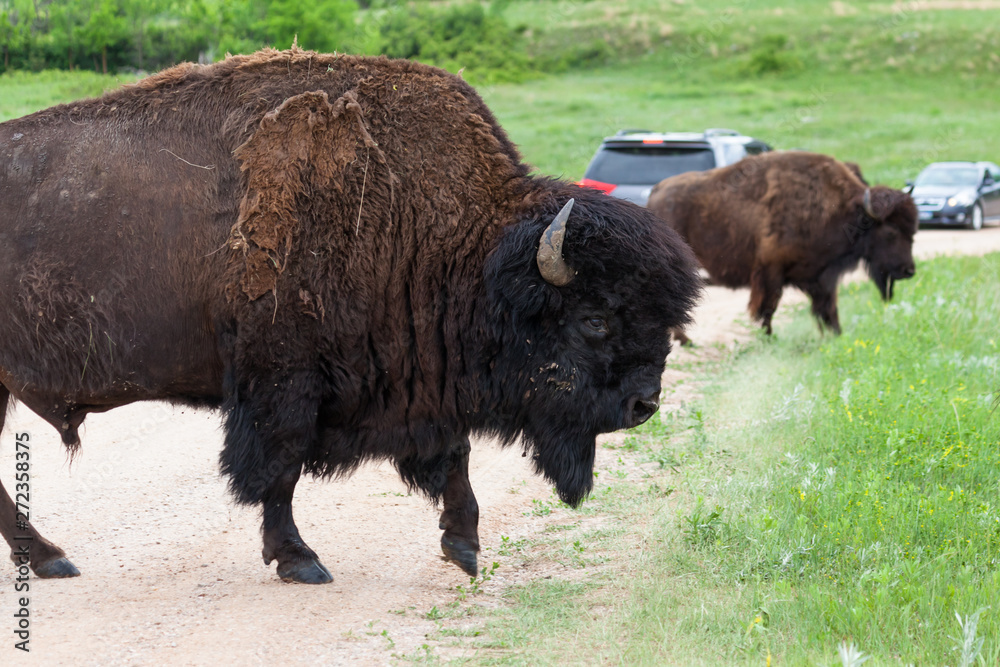 Large Bison Bull