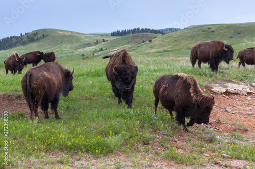 Large Bull Bison in Herd