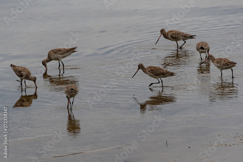 Bar-tailed godwits -migratory birds in the river