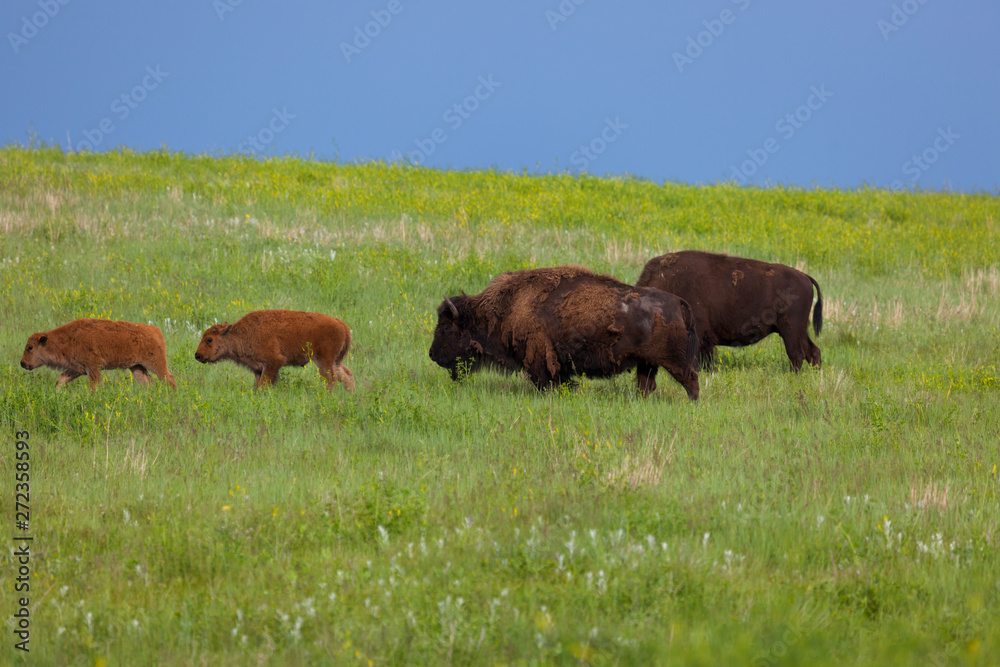 Bison in the Afternoon Sunshine Bison in the Afternoon Sunshine