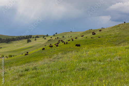 Bison Herd on a Hillside © tamifreed