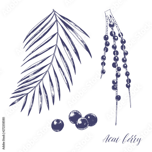 Hand drawn acai berry with leaves. Vector illustration of healthy vegetarian superfood.
