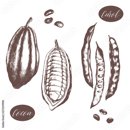 Hand drawn cocoa and carob beans. Vector illustration of healthy vegetarian superfood.