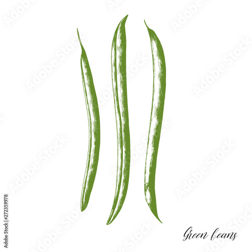 Hand drawn fresh green beans. Vector illustration of healthy vegetarian food.