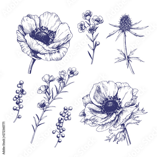 Set of hand drawn vector anemones.  Isolated outline flowers against white background.