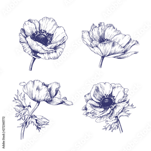 Set of hand drawn vector anemones.  Isolated flowers against white background.