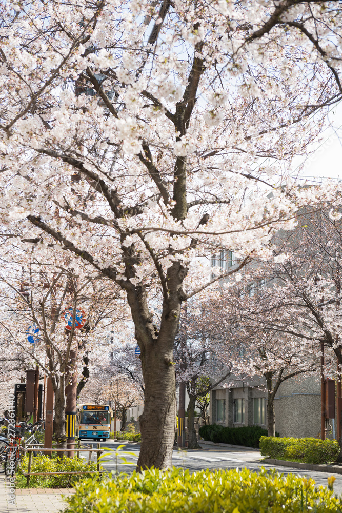 Naklejka premium 茶屋之町の桜並木
