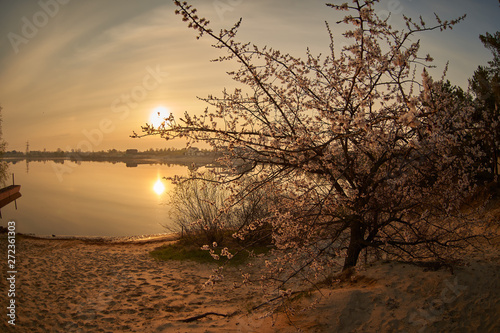 sunset sunrise tree sand beach
