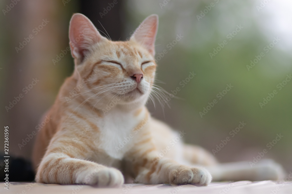 Fototapeta premium portrait of a cat, cat lying on the table