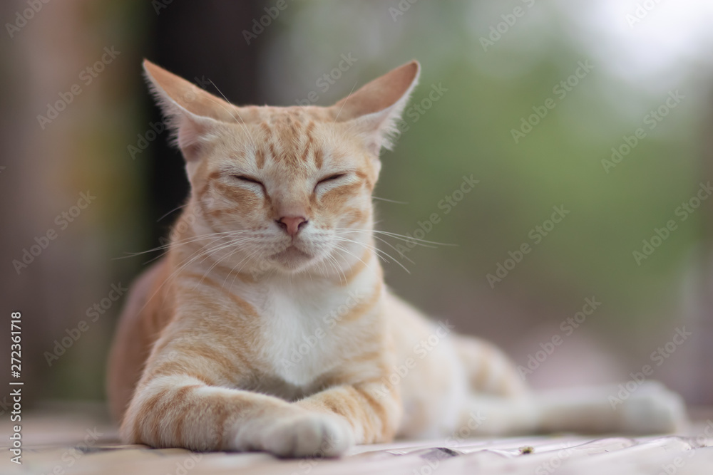 portrait of a cat, cat lying on the table