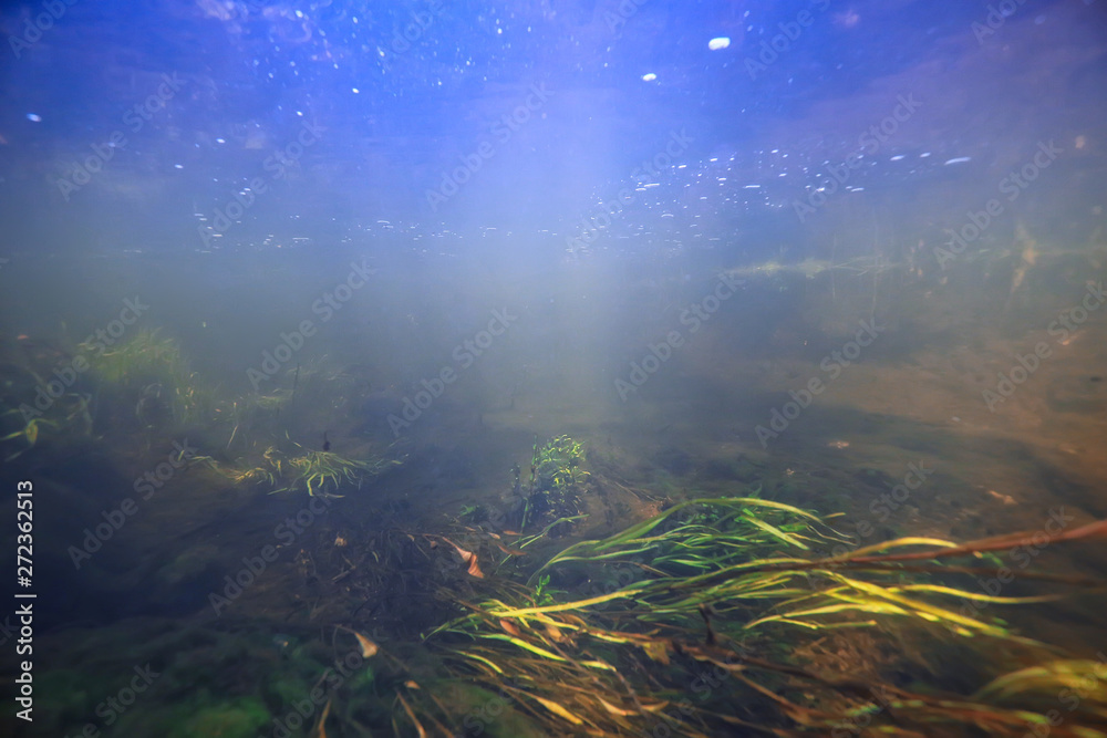 underwater landscape transparent lake / fresh water ecosystem unusual landscape under water