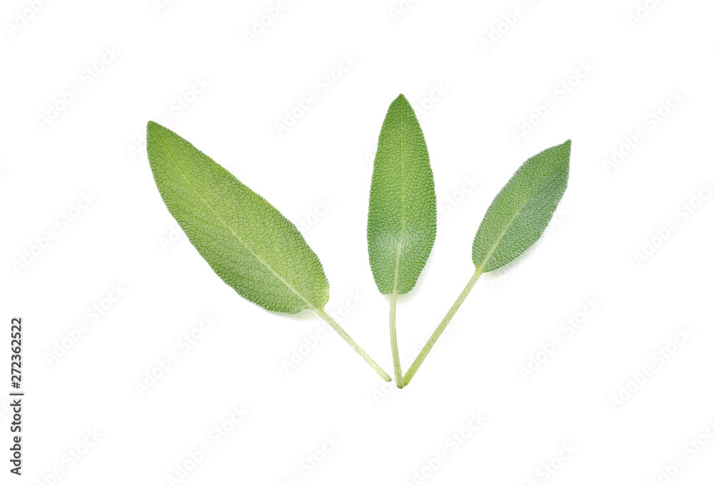 Sage herb isolated on white background Sage herb isolated on white background