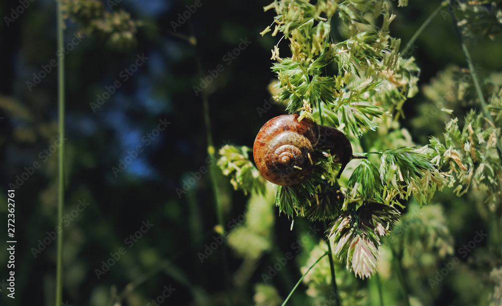 Eating snail on a plant in forest. Eating snail on a plant in forest.