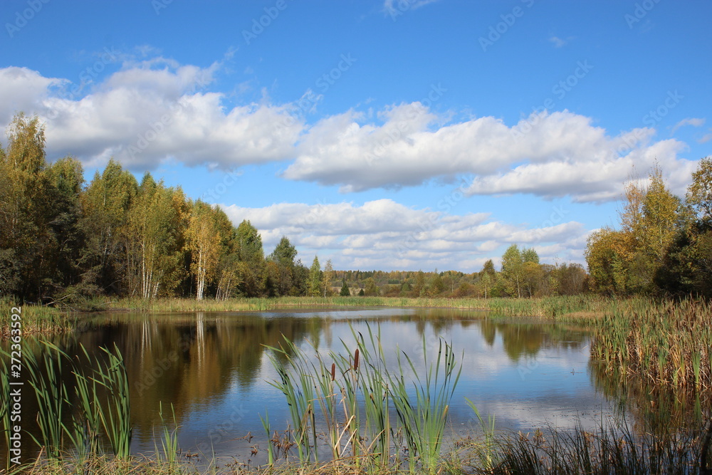 Fototapeta premium lake in forest