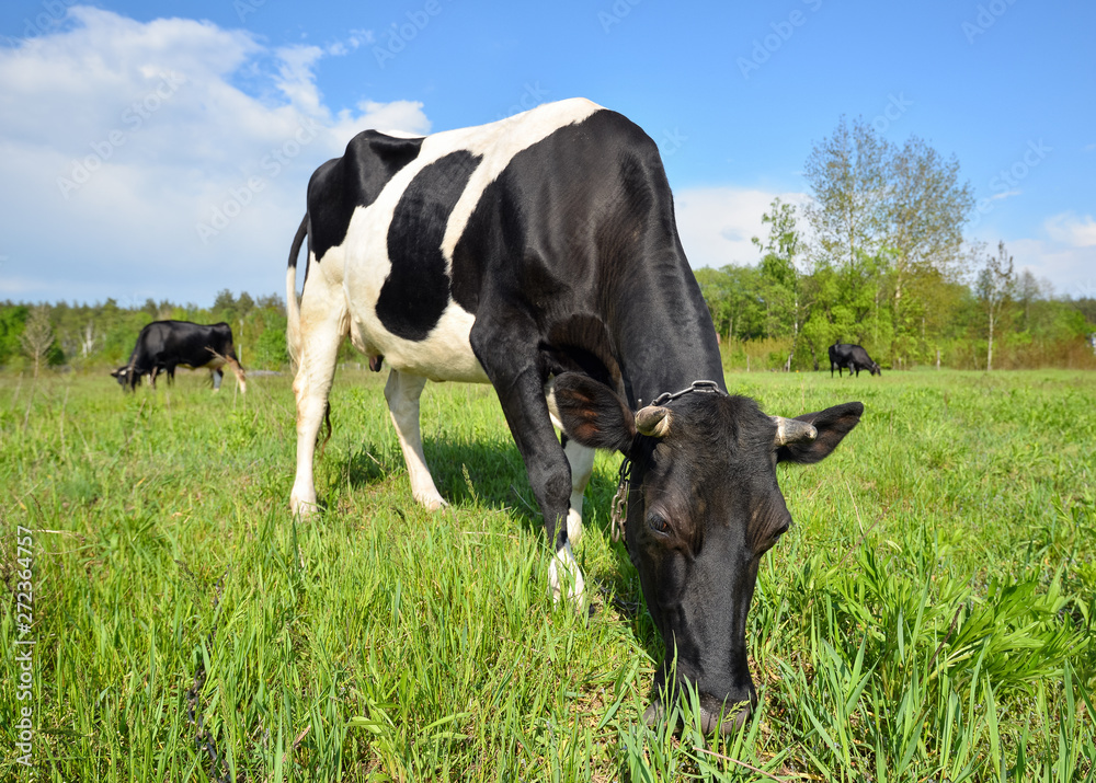 The portrait of cow with big snout on the background of green field. Farm animals. The portrait of cow with big snout on the background of green field. Farm animals.