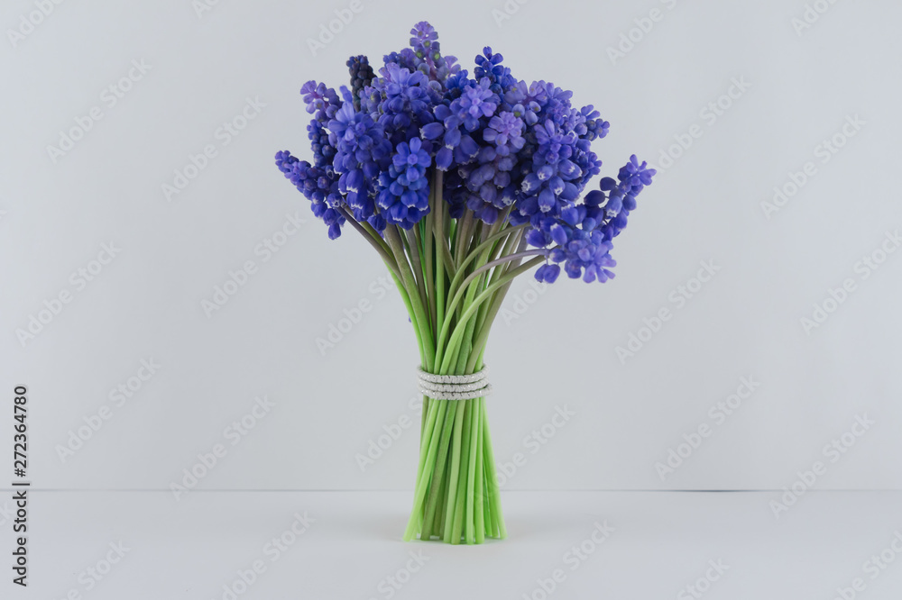 Bouquet of blue Muscari. Spring flowers. White background