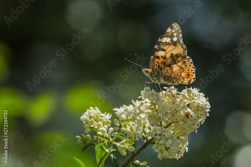 Colorful painted lady butterfly sitting on white bloom of common privet growing in a garden on a hot sunny spring day. Dark blue and green blurry background.
