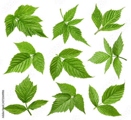 Raspberries leaves isolated on a white background