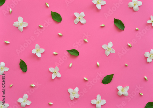 Jasmine flowers pattern top view  flat lay. Floral pattern on bright pink background