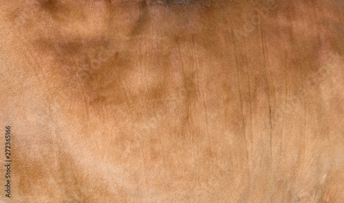 Sandy or light brown hair cow skin - real genuine natural fur, free space for text. Cowhide close up. Texture of a brown cow coat. Fur background.