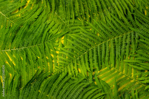 Branches of fern or palm trees on a yellow background. Concept of the tropics. Pattern. Flat lay  top view