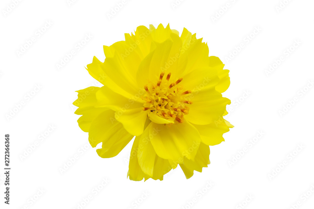 Yellow flower, Cosmos flower isolated on a white background. File contains with clipping path. Yellow flower, Cosmos flower isolated on a white background. File contains with clipping path.