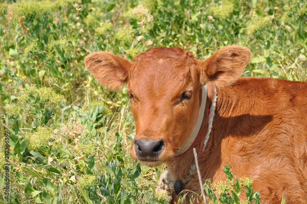 Cute red fluffy calf portrait. Baby cow is laying in high green wild grass. Livestock farming at countryside of Ukraine. Cows grazing meadow in summer blooming time Cute red fluffy calf portrait. Baby cow is laying in high green wild grass. Livestock farming at countryside of Ukraine. Cows grazing meadow in summer blooming time