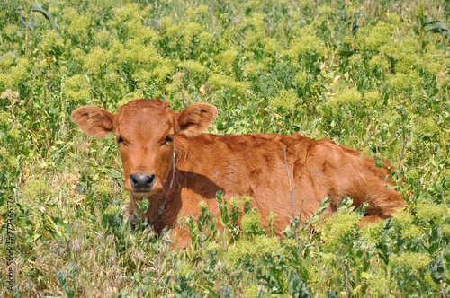 Small cow calf on green wild grass background with yellow wild flowers. Cute red calf is laying in high grass. Livestock farming at countryside of Ukraine. Cows grazing meadow in summer season 
