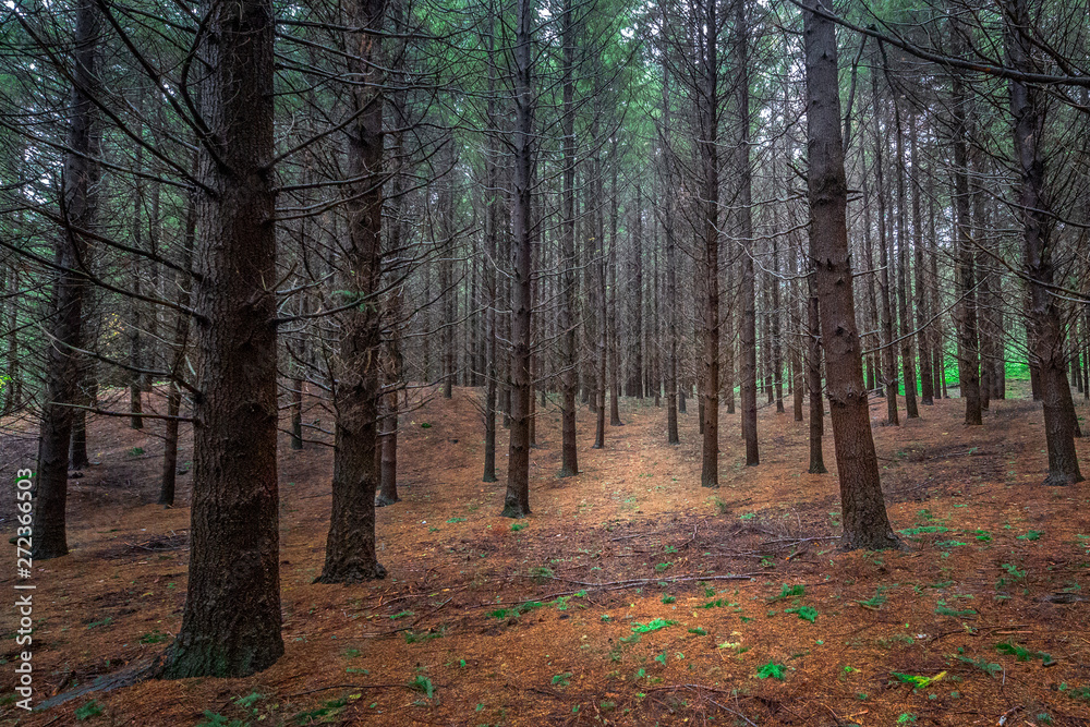 Obraz premium sunlight filters through the trees and warms the undergrowth