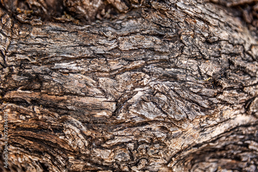 Texture of the trunk of an old tree, closeup. Space for text. Background. Texture of the trunk of an old tree, closeup. Space for text. Background.