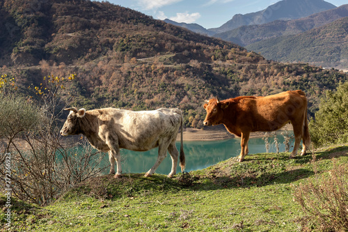 The cows graze by the lake Mornos in the mountains (Central Greece) photo