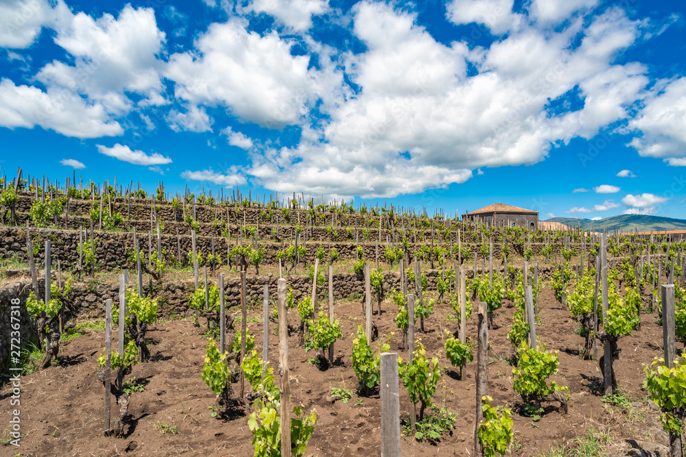 Vineyard of the mount Etna in Sicily, italy Vineyard of the mount Etna in Sicily, italy