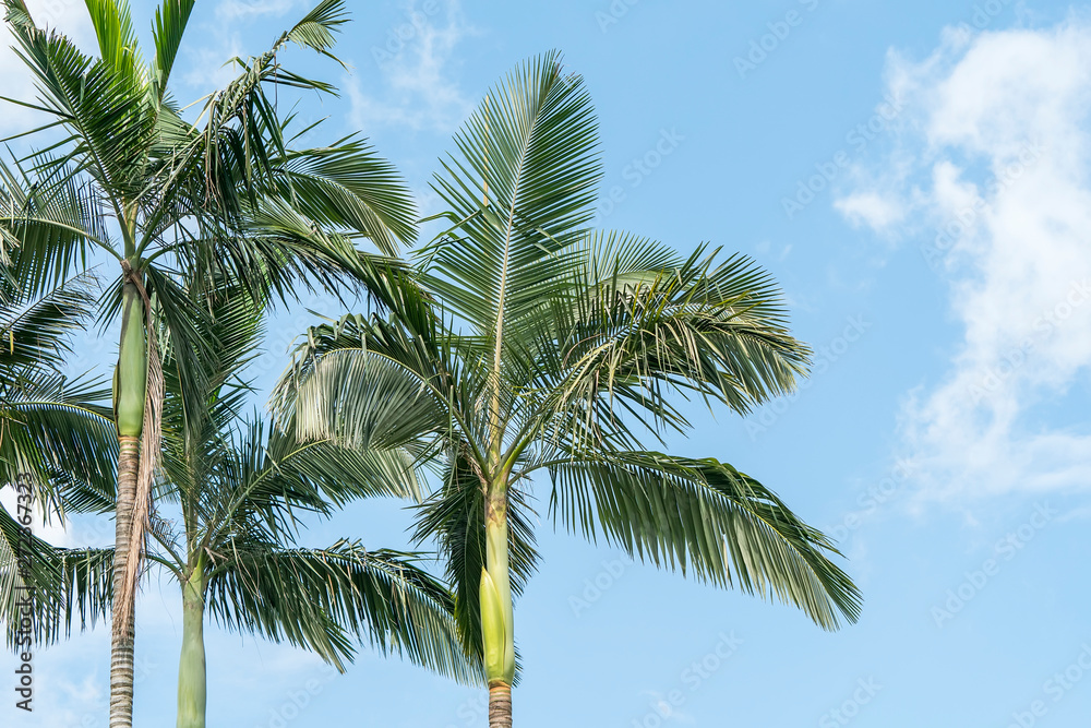 green palm Trees Against Sky