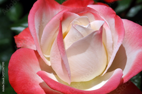 Rosenblüte © normankrauss