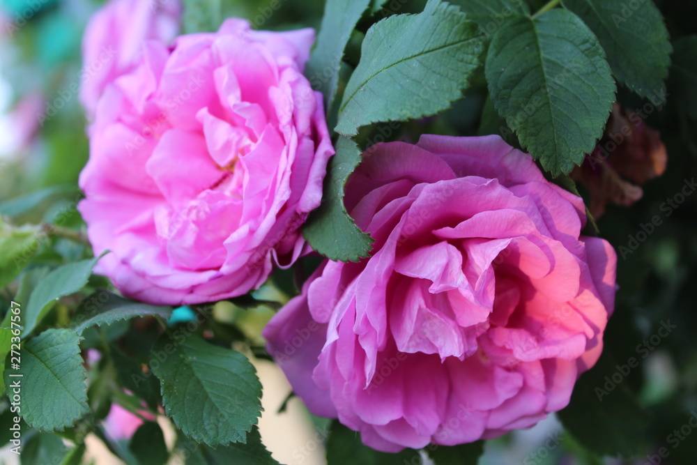  duet of pink peonies