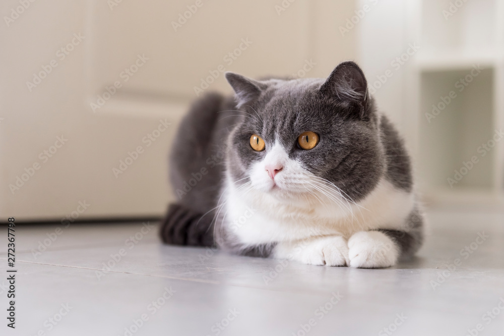 Naklejka premium Cute british shorthair squatting on the floor