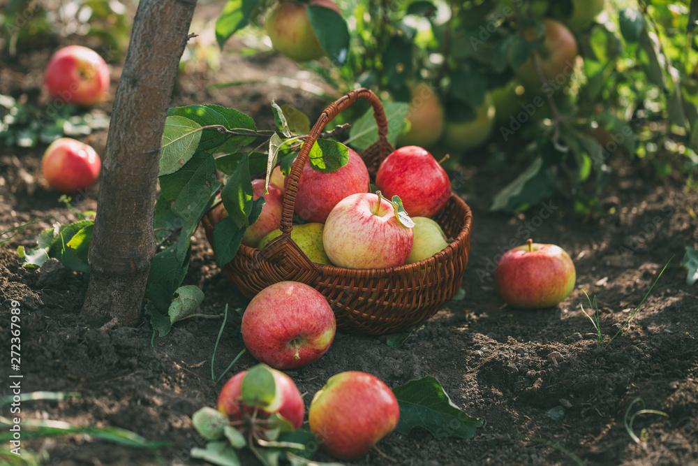 Organic apples and pears in basket on a wooden table, outdoors. Organic apples and pears in basket on a wooden table, outdoors.