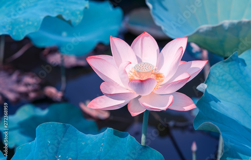 blooming lotus flower in pond