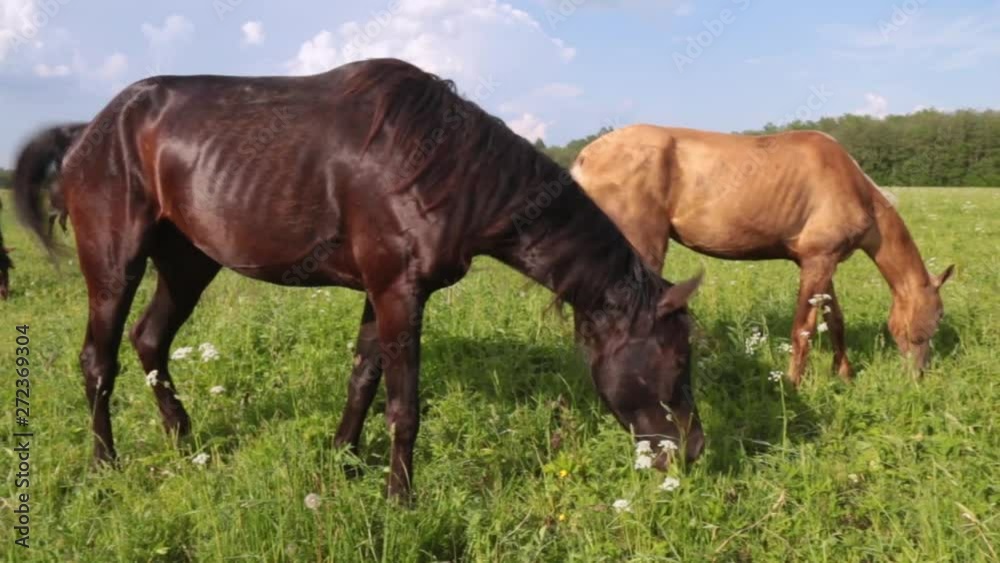 Red horse with long mane in flower field against sky Red horse with long mane in flower field against sky