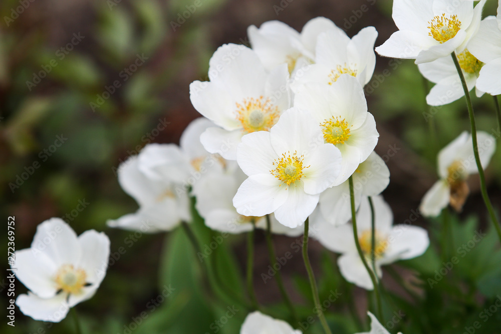 Beautiful view of small blooming white flowers in a lovely countryside park garden on the grass. Beautiful view of small blooming white flowers in a lovely countryside park garden on the grass.