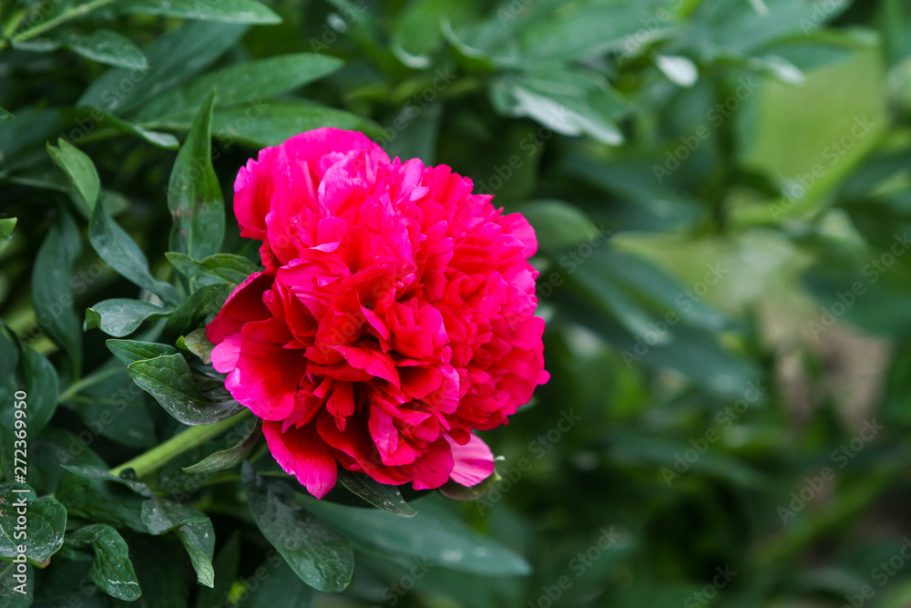 Beautiful view of red, pink flower blooming in a countryside home garden, outdoors. Beautiful view of red, pink flower blooming in a countryside home garden, outdoors.