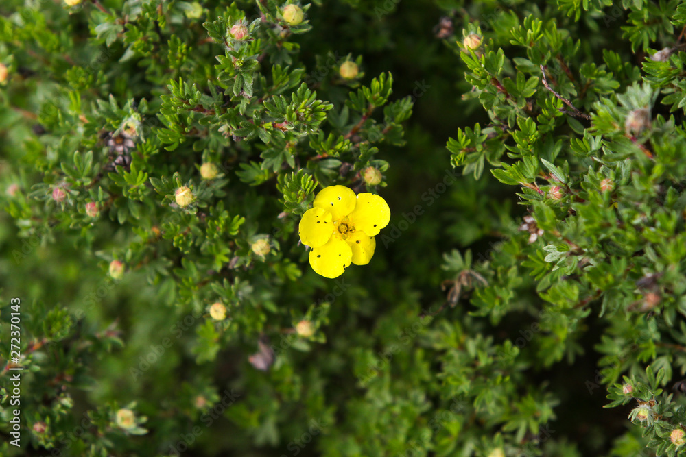 Beautiful view of yellow flower blooming over green plants. Beautiful view of yellow flower blooming over green plants.