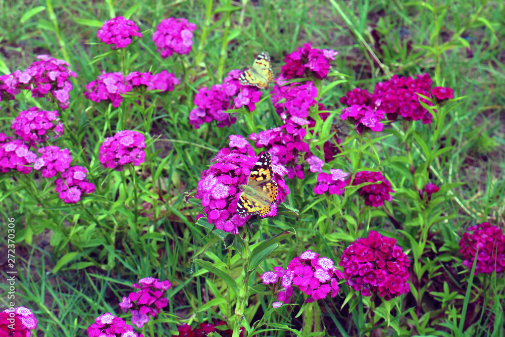 Phlox paniculata. Pink flowers in the garden for background Phlox paniculata. Pink flowers in the garden for background
