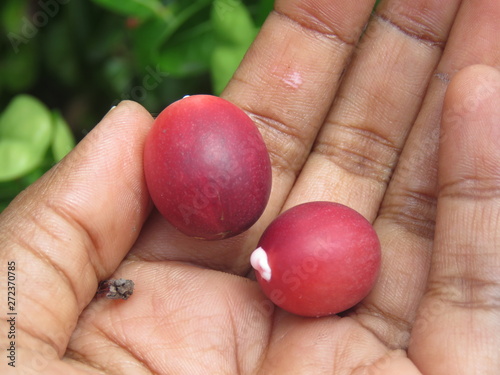 Carissa carandas which is also known as wild blood fruit photo